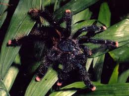 avicularia