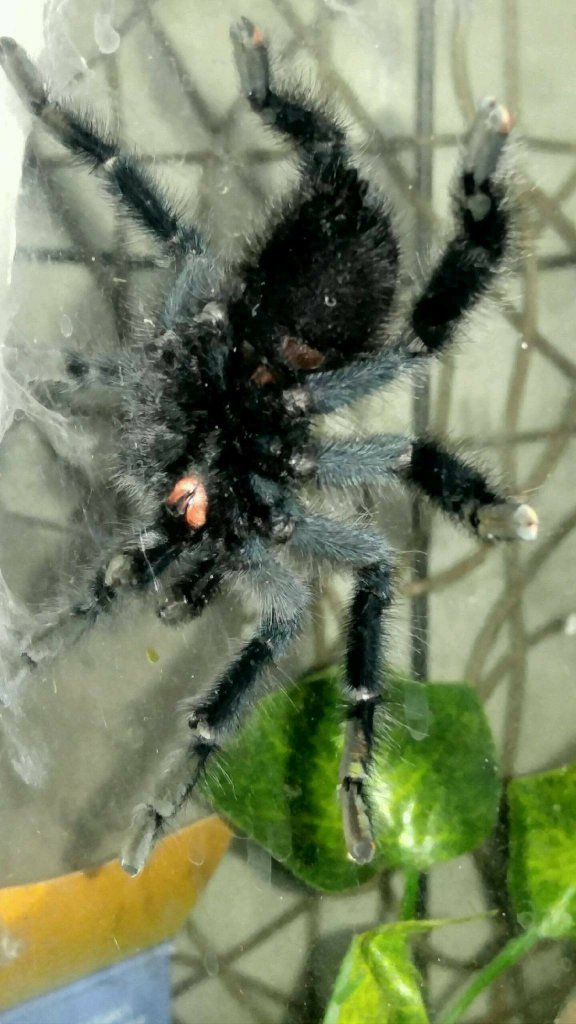 Avicularia