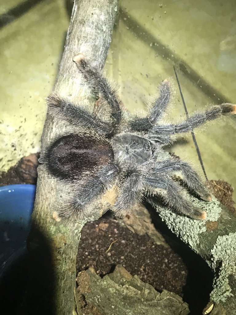 avicularia ?