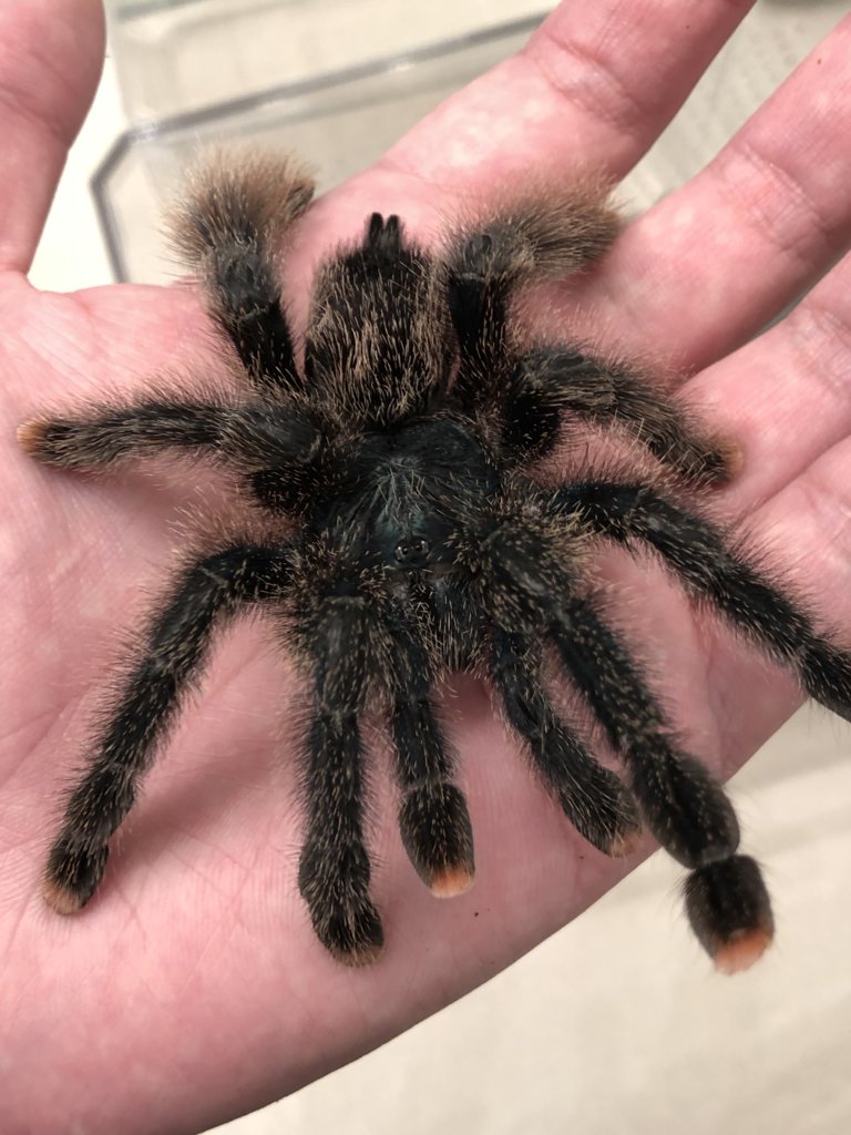 Avicularia