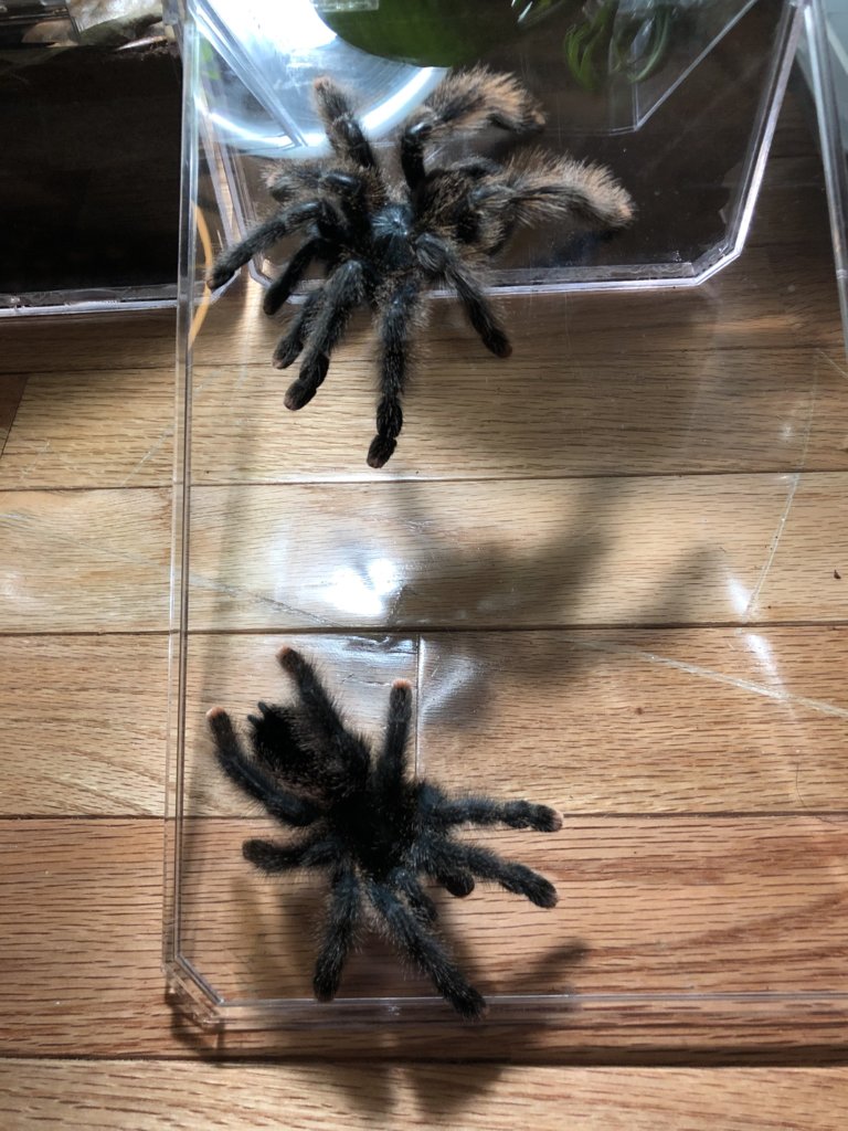 Avicularia