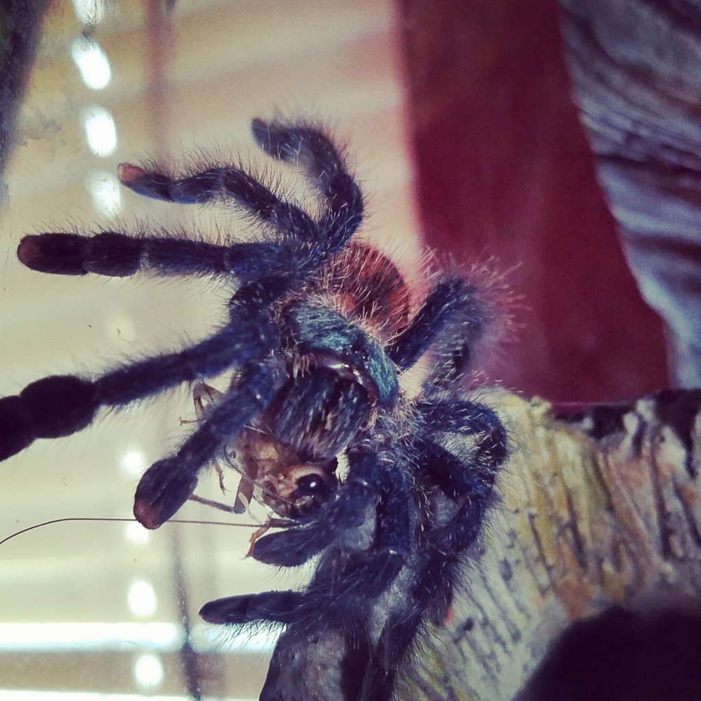 Avicularia-?