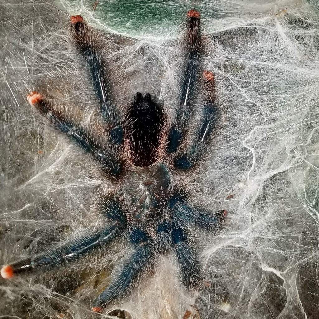 Avicularia