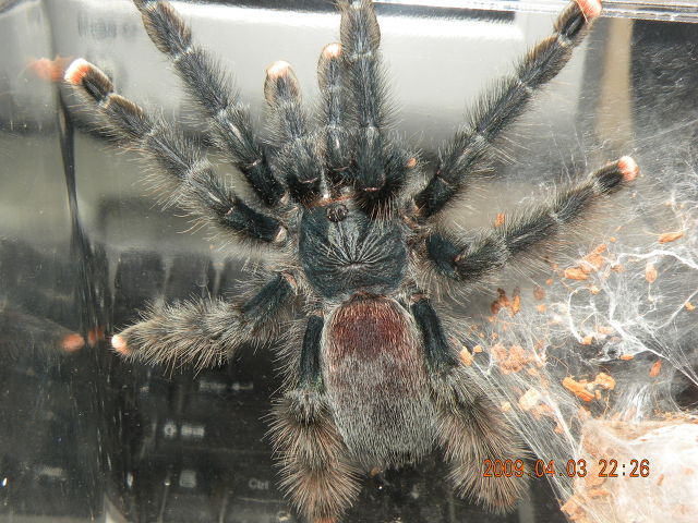 Avicularia ?