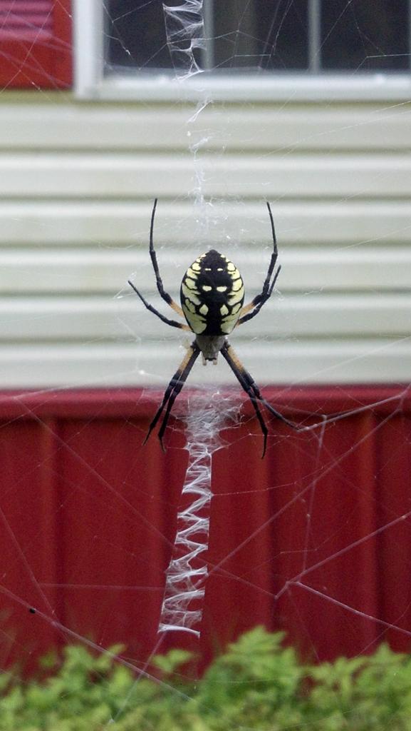 awesome spider