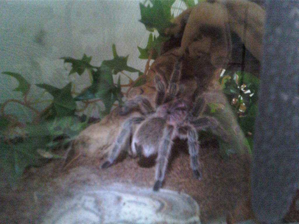 Ayumi (Grammostola Rosea)