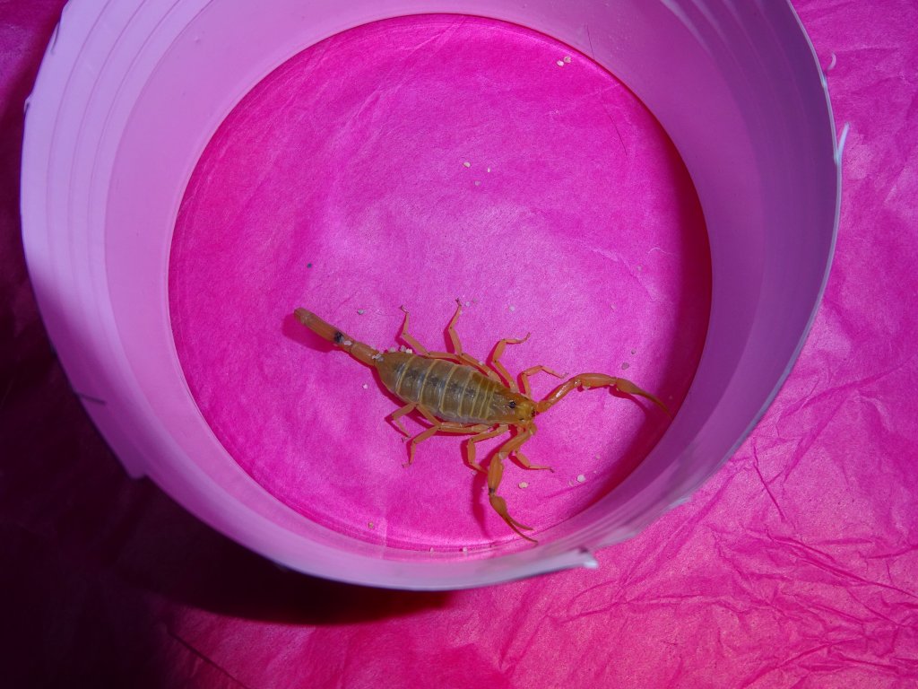 AZ Bark Scorpion (Centruroides sculpturatus)