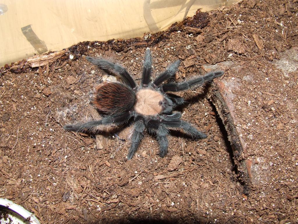 B. albiceps (B. ruhnaui)