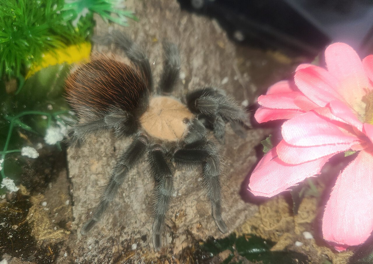 B. albiceps female just hanging out