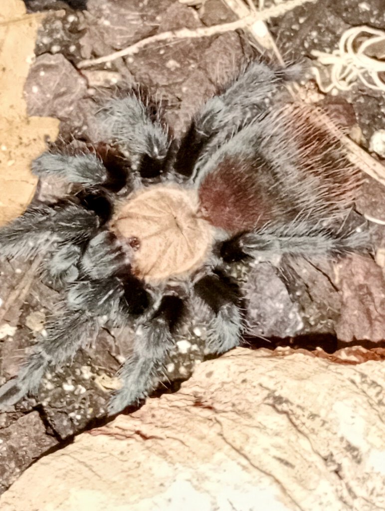 B albiceps juvenile female