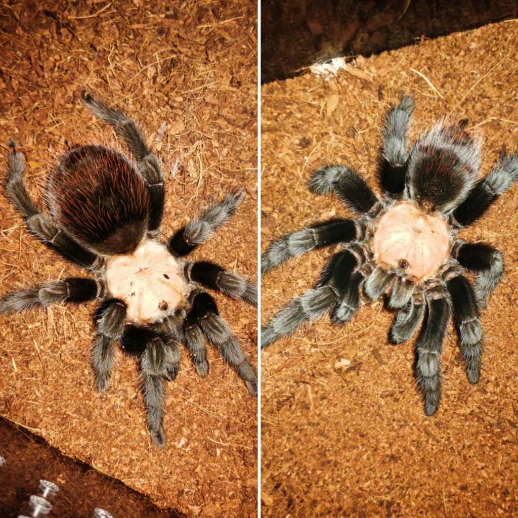 B. albiceps male and female.