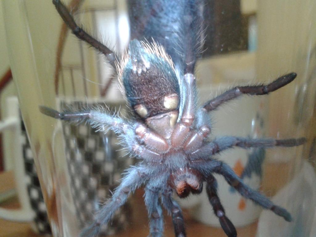 b. albiceps male or female? tnx.