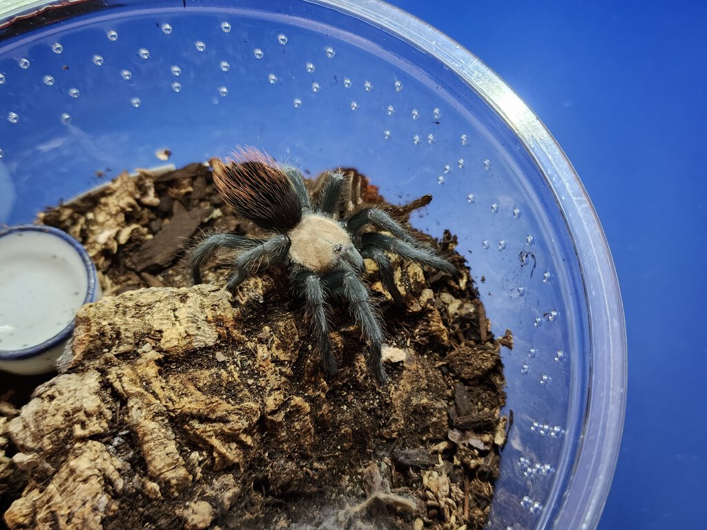B. albiceps sling molted yesterday