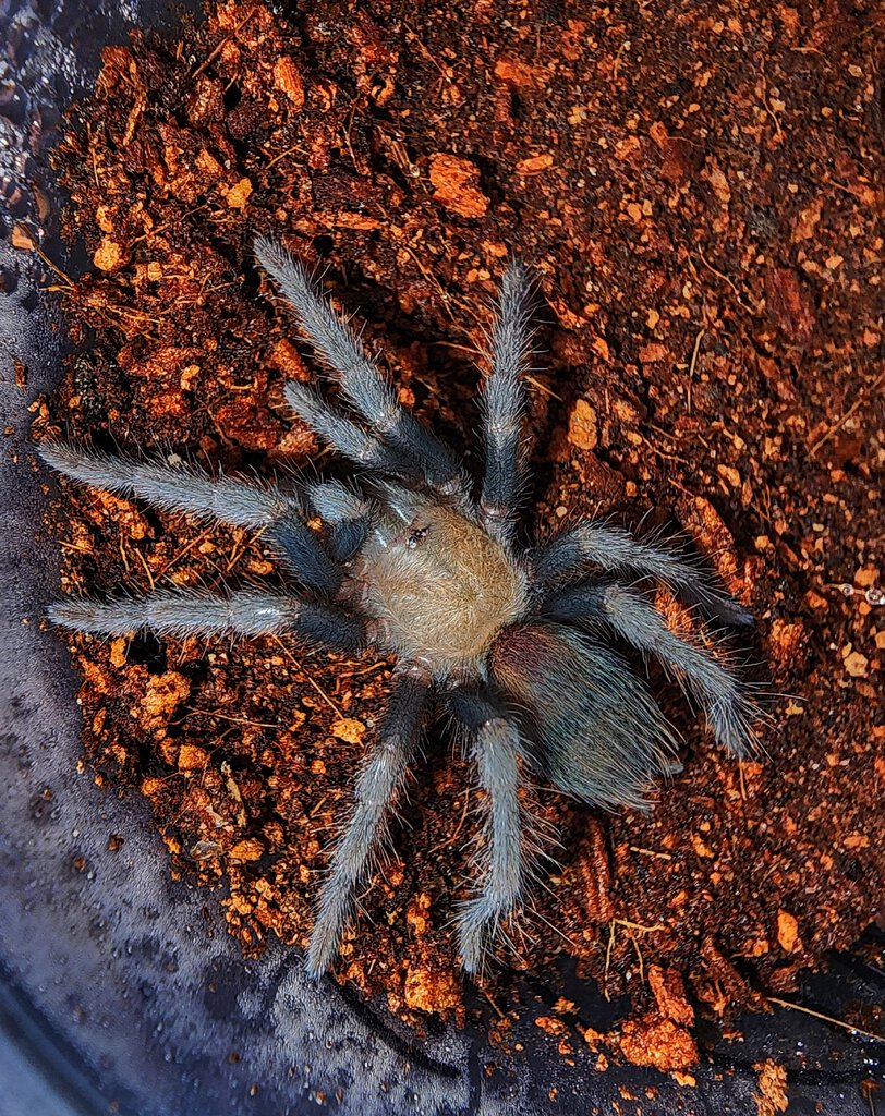 B albiceps sling starting to show colors