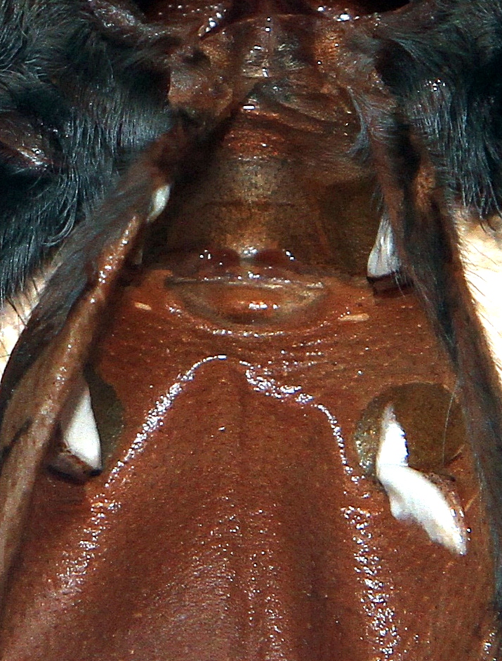 B. Albiceps