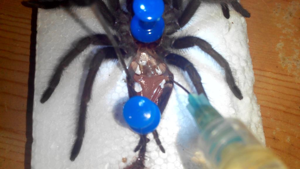 B. albiceps