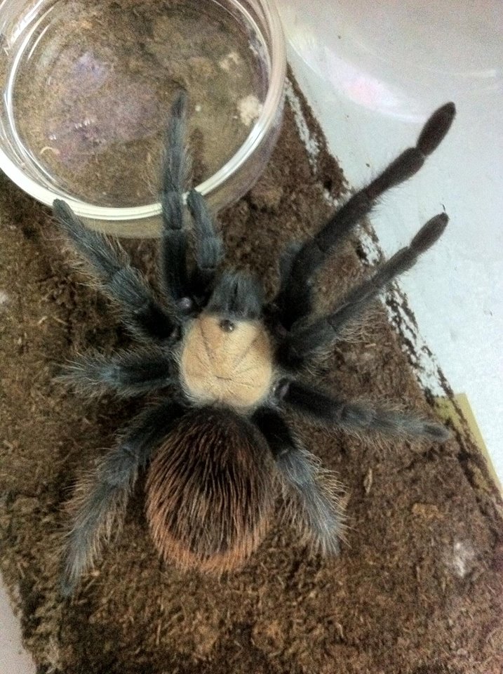 B. Albiceps