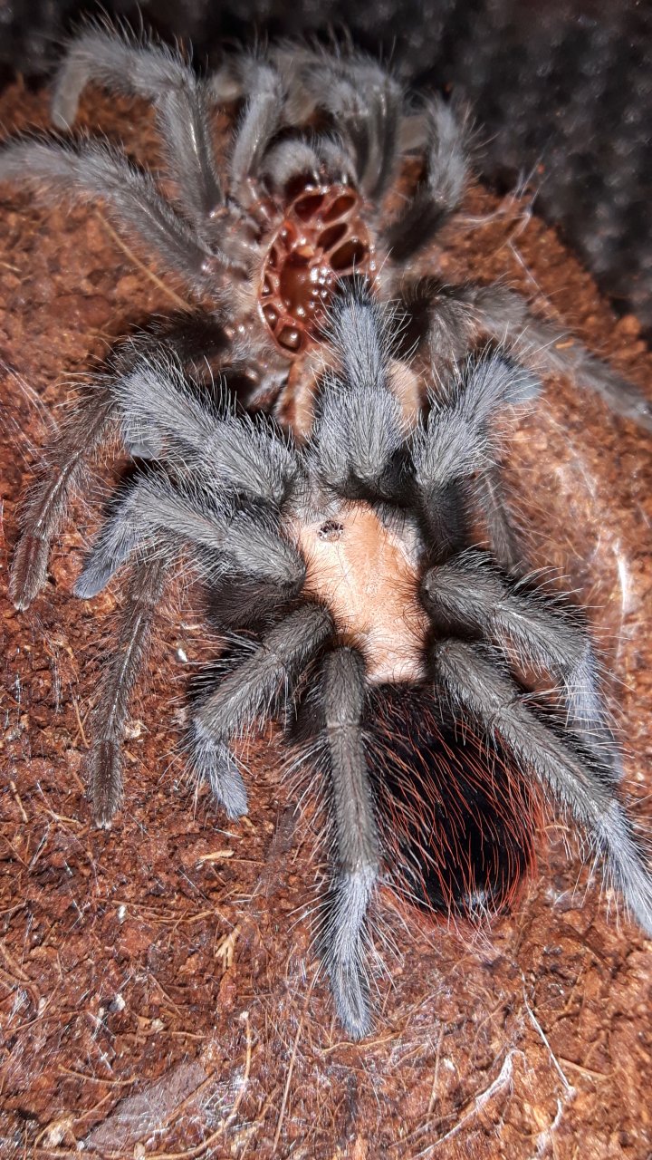 B.albiceps