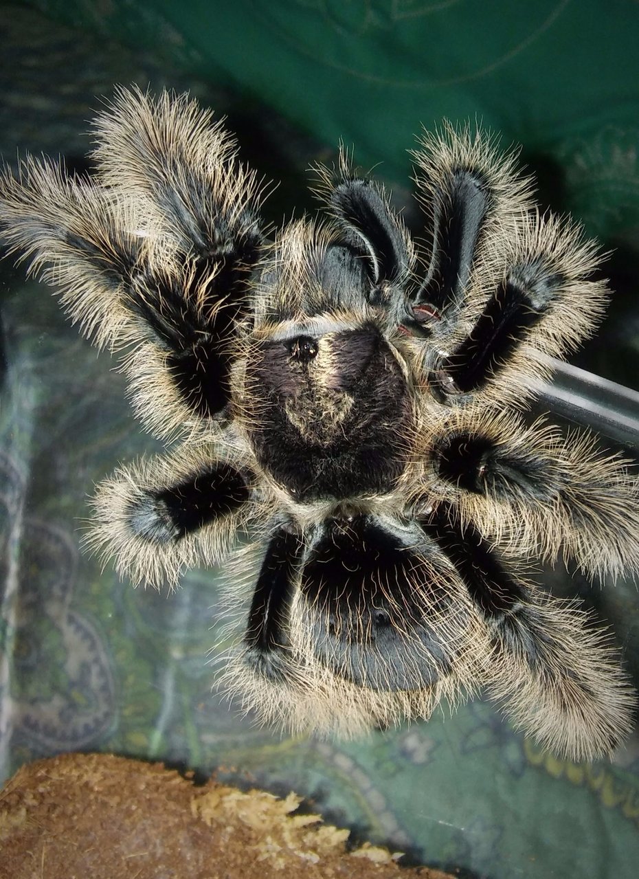 B. albo 2 weeks after molt