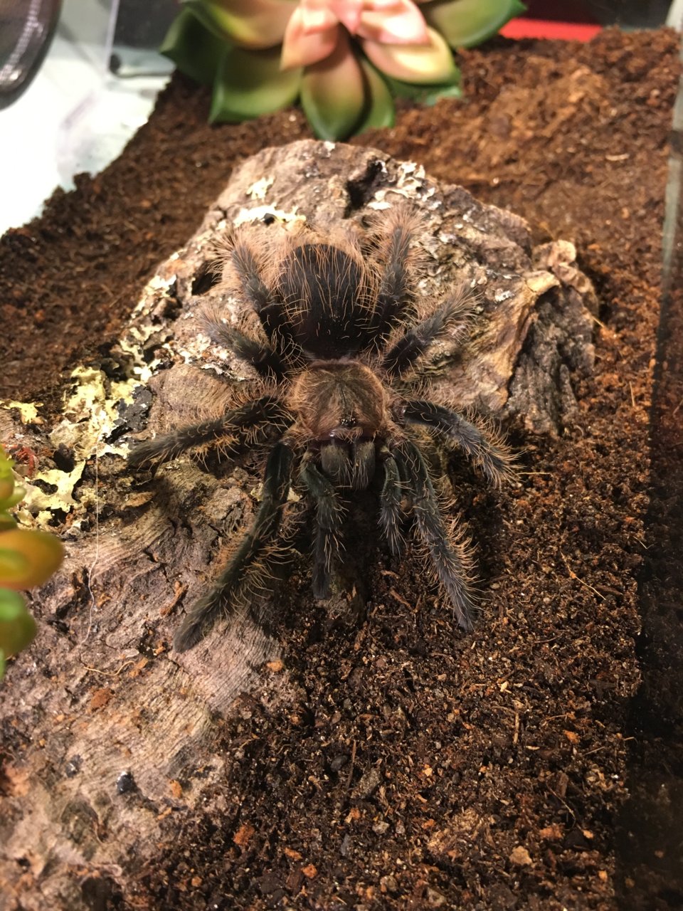 B. albo 3” female