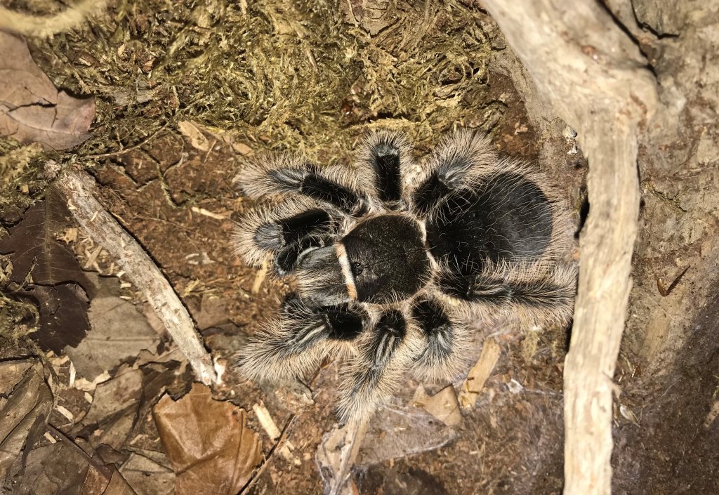 B. albo Gravid (Hopefully) Female Top View