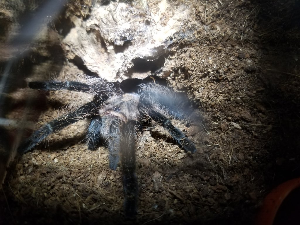 B. albo Male