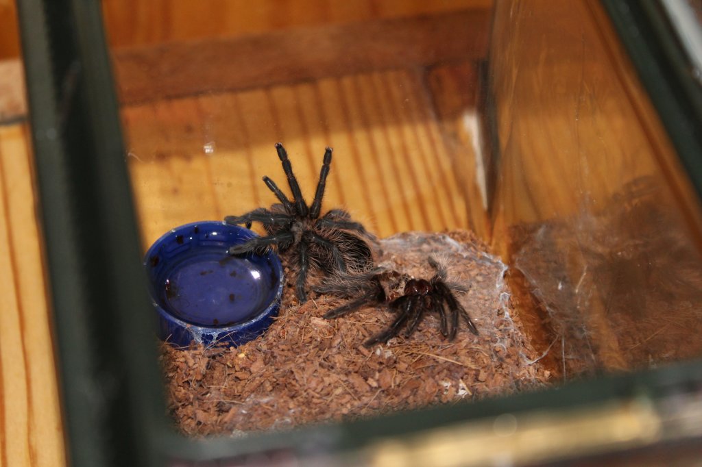 B.albo Molt April 2 2018