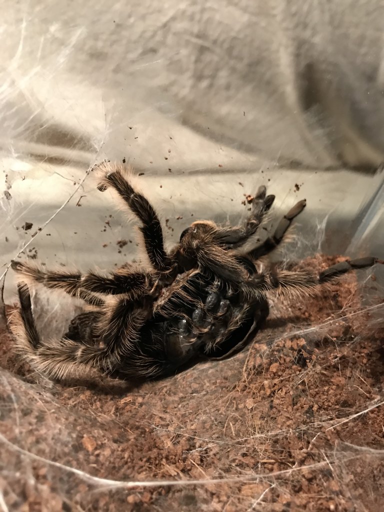 B. albo molt in progress