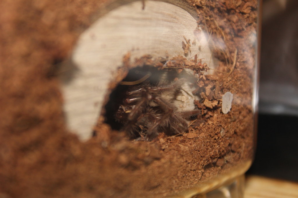 B.albo Molt July 17 2017