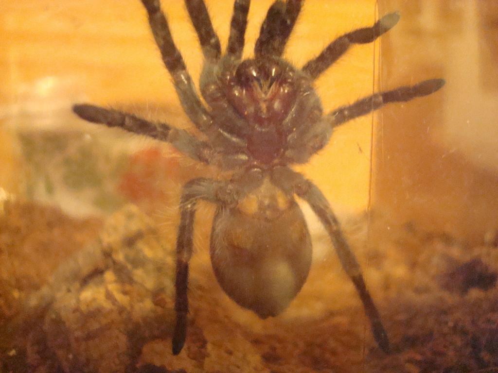 B. albopilosum, 2 inches dls..