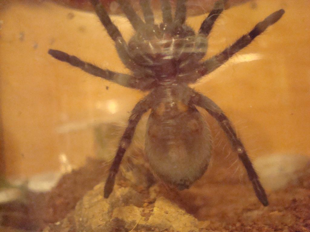 B. albopilosum, 2 inches dls..