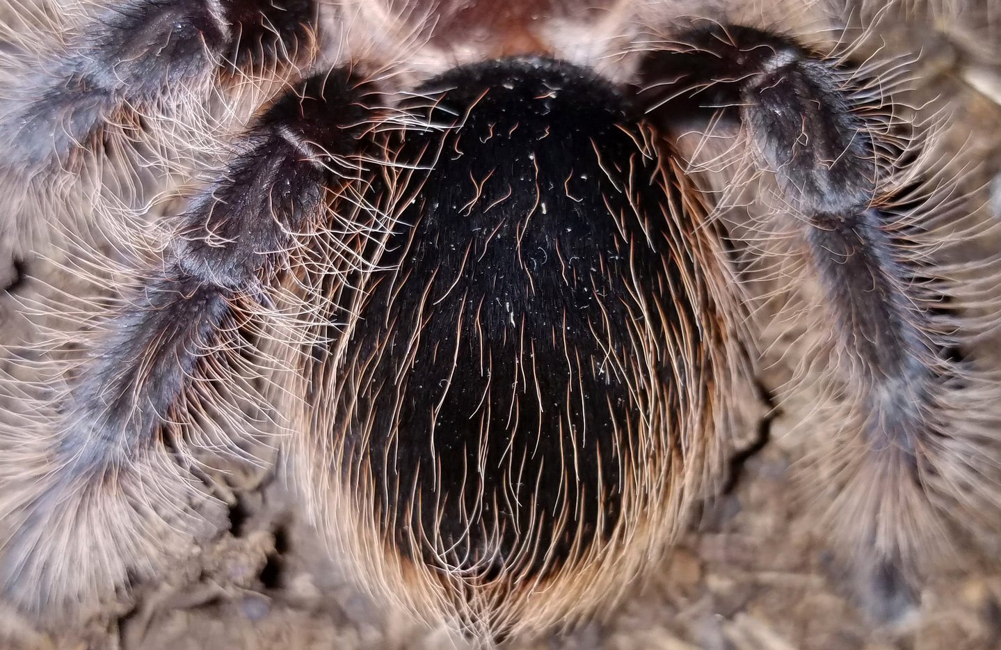 B. albopilosum (2 of 2)