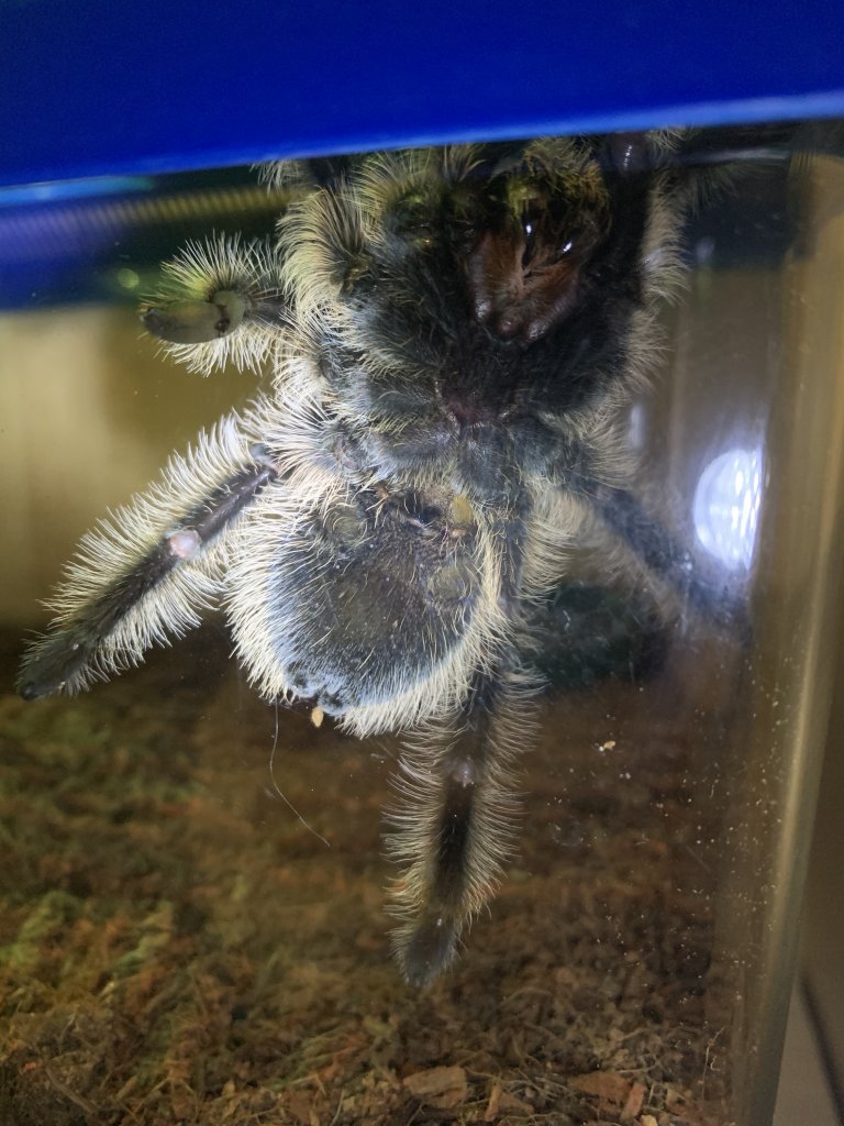 B. Albopilosum #2