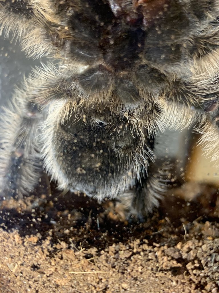 B. Albopilosum 3.5 - 4”