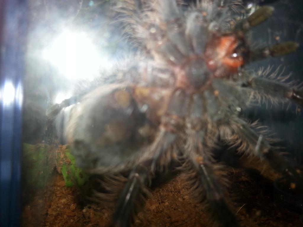 B. albopilosum 3 inch+ juvie