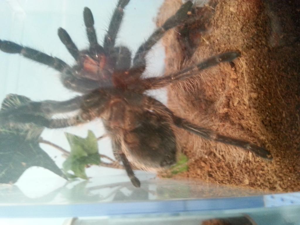 B. albopilosum 3 inch+ juvie