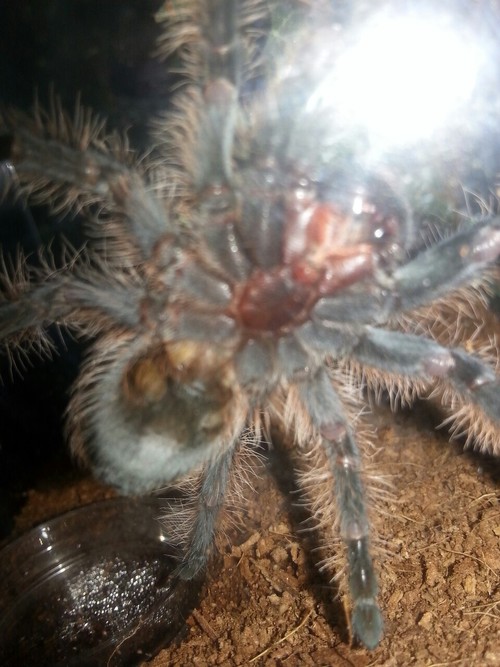 B. albopilosum 3inch juvie