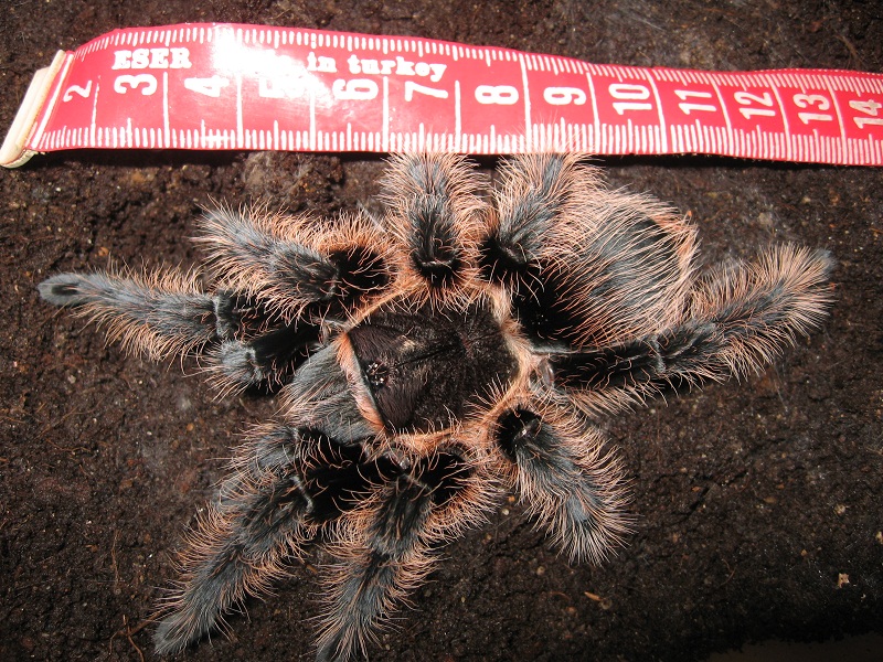 B. Albopilosum 90-60-90 :)