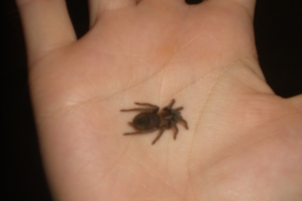 B. albopilosum/Curly Hair baby