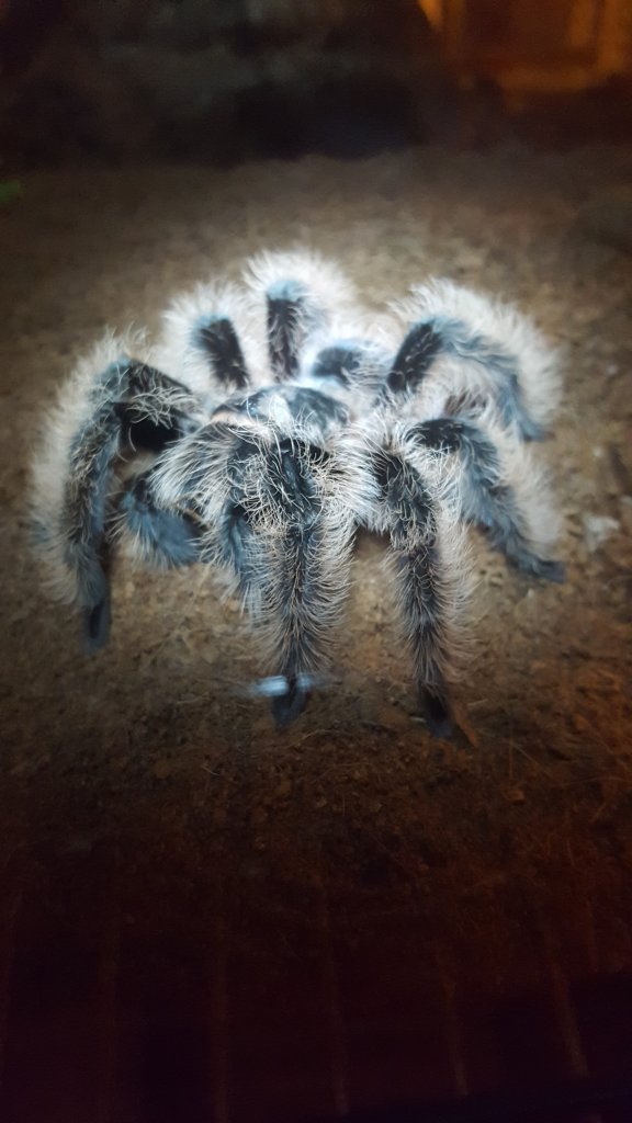 B. Albopilosum displaying after a meal