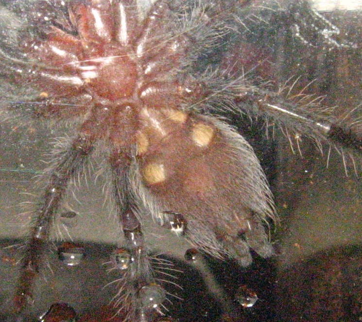 B. Albopilosum, Female?