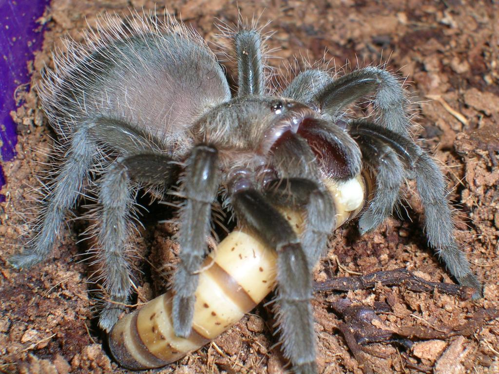 B.albopilosum first time feeding