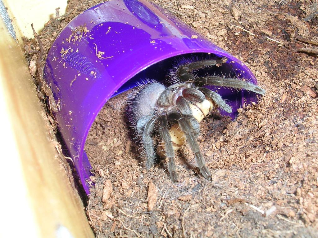 B.albopilosum first time feeding