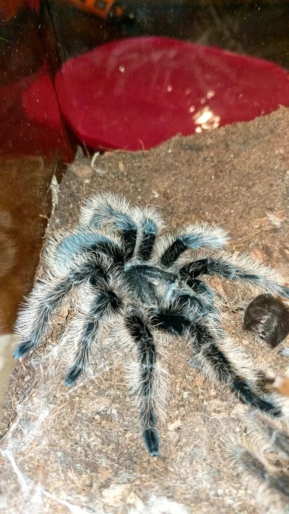 B albopilosum form ?