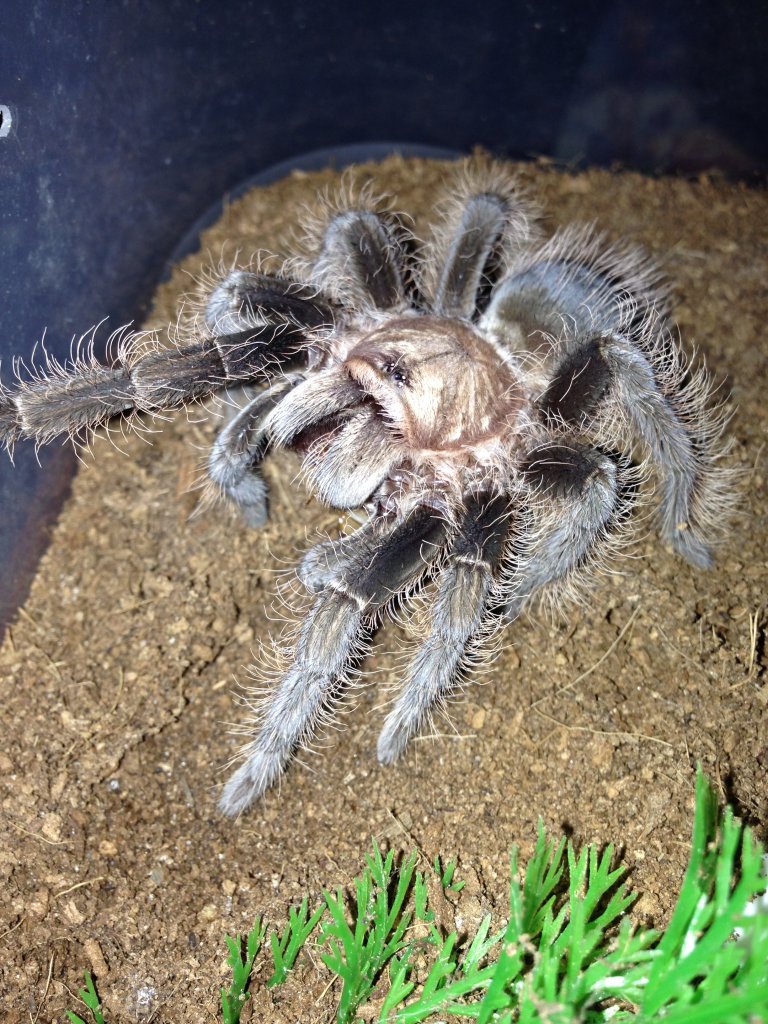 Brachypelma Albopilosum hobby form vs true form | Arachnoboards