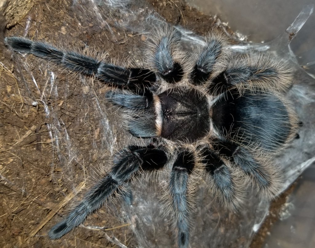 B.albopilosum Hobby