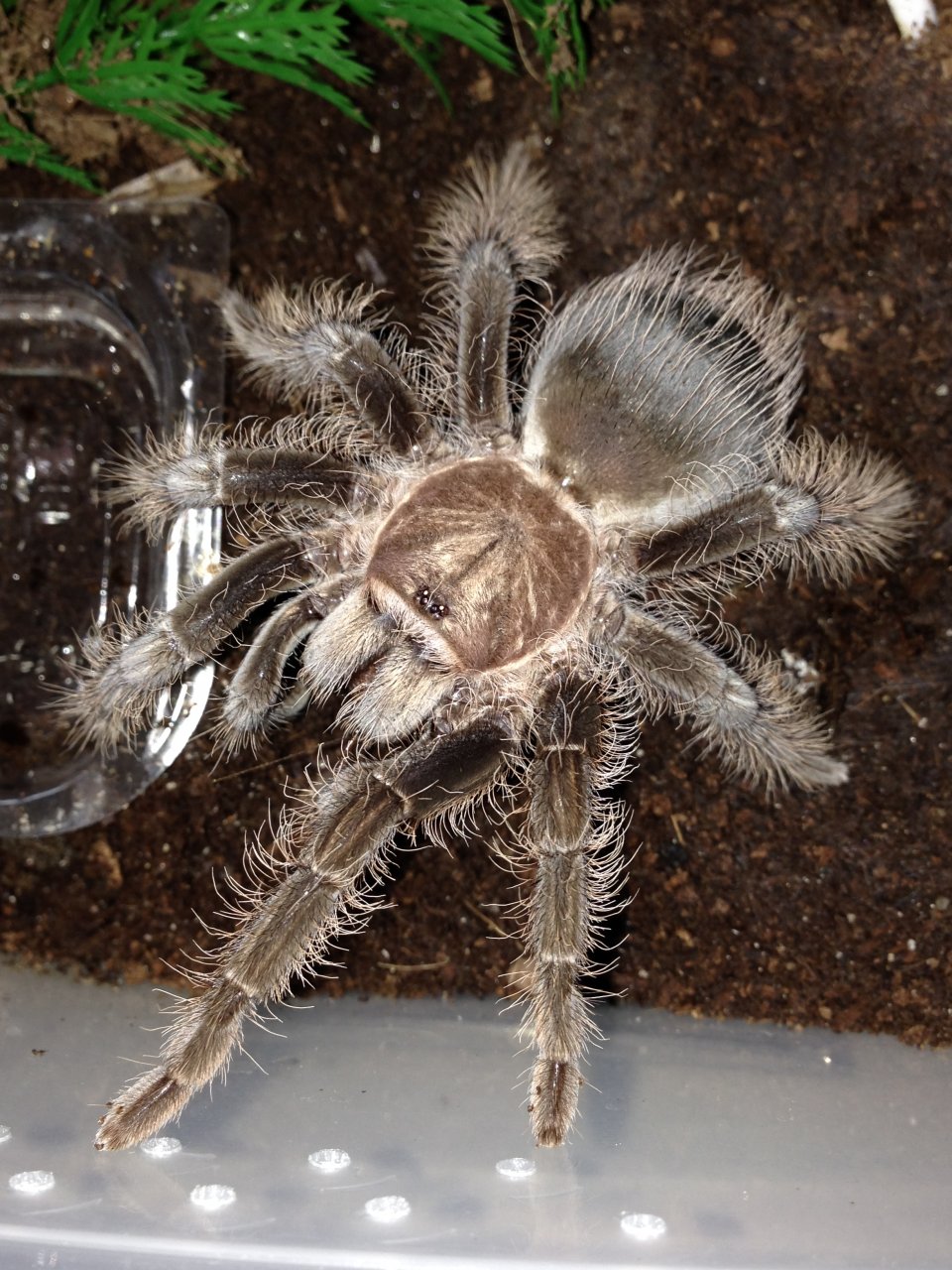 B. albopilosum Honduran - My Girl Camilla