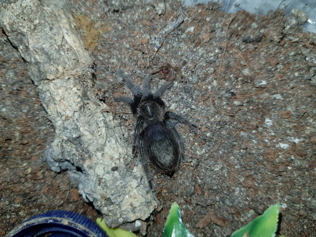 B. albopilosum Honduras sling