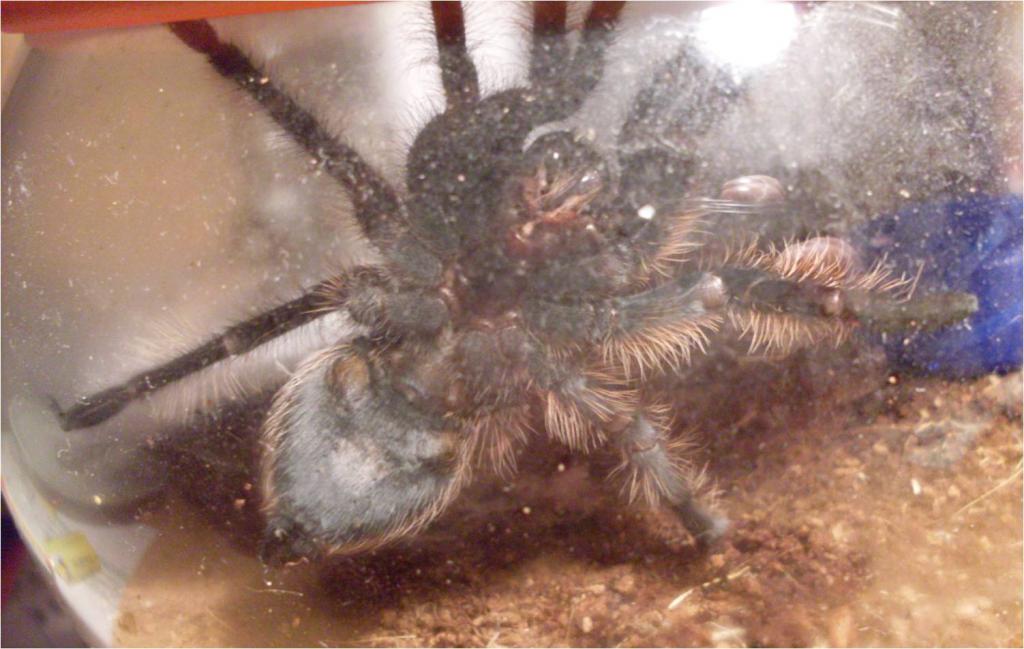 B.albopilosum M Or F?