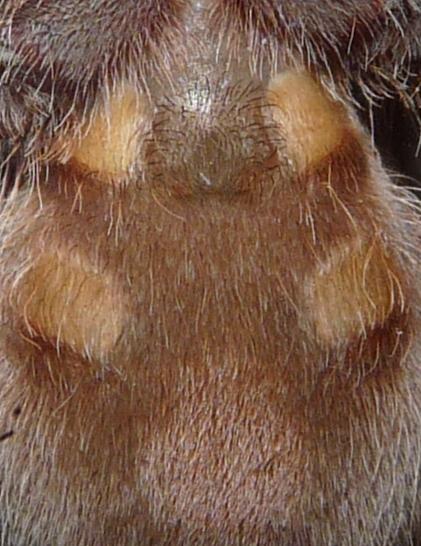 B. albopilosum Male or Female? 2